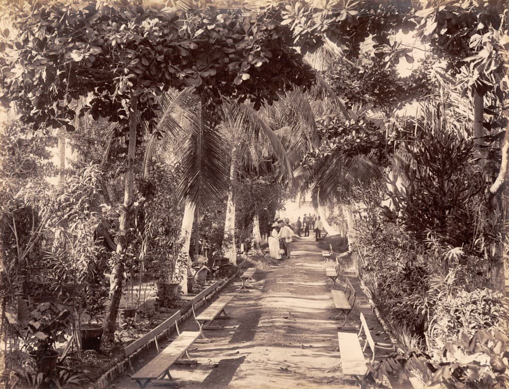 Myrtle Bank Gardens in Kingston, Jamaica, 1891.