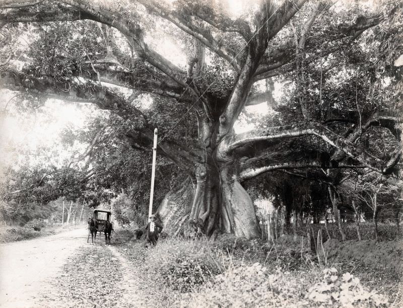 Tom Cringles Cotton Tree, Spanish Town Road, Kingston, Jamaica, 1890