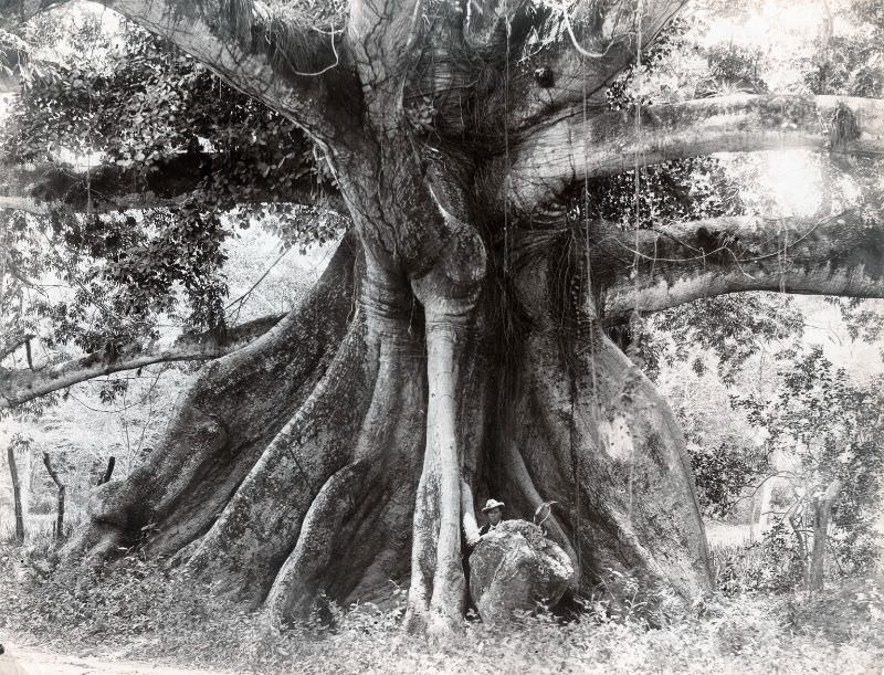 Tom Cringles Cotton Tree, Spanish Town Road, Kingston, Jamaica, 1890