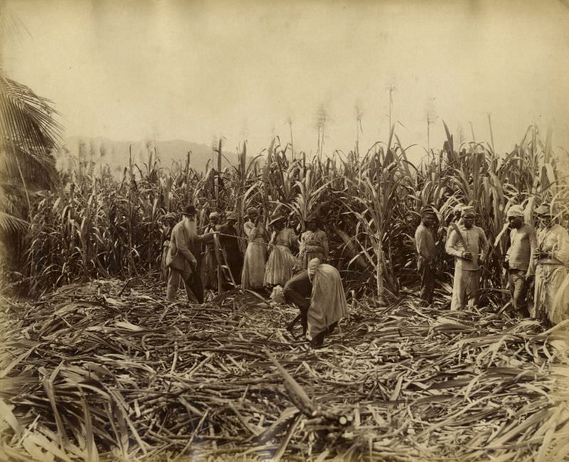 Cane cutters, Kingston, Jamaica, 1891
