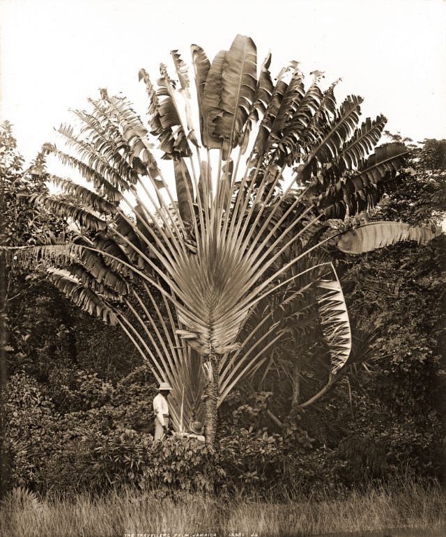The travelers palm, Kingston, Jamaica, 1891