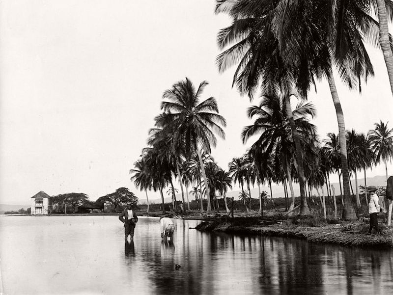 Coconut palms, Kingston Harbour, Jamaica, 1895