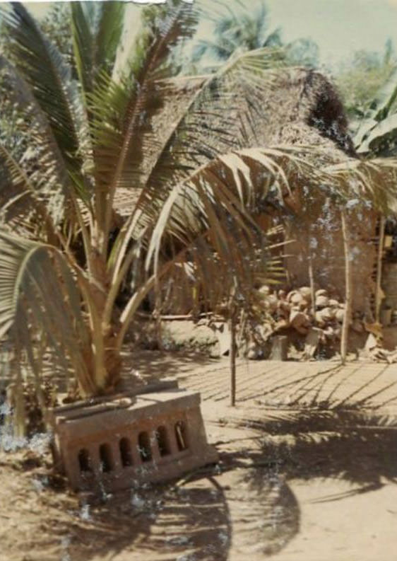 Coconut trees outside of a hut in an unidentified Vietnamese village somewhere in South Vietnam during the Vietnam War