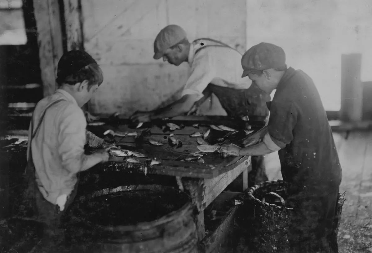 Shows the way they cut the fish in sardine canneries.