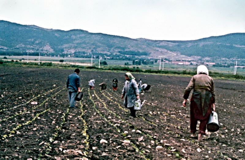 Planting tobacco, Polyanovo, Bulgaria, 1971