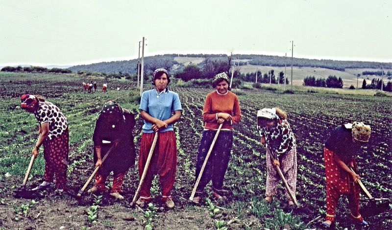 Village girls in tobacco field, Polyanovo, Bulgaria, 1973