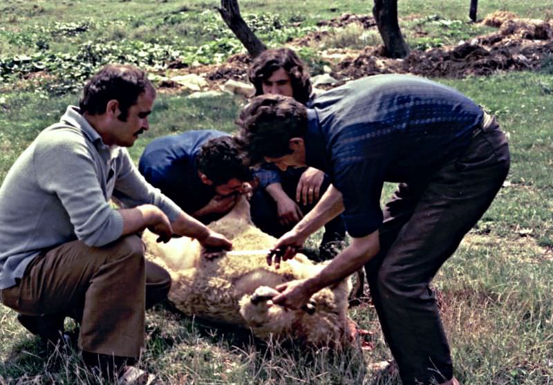 Preparing the slaughtered lamb for skinning, Polyanovo, 1971