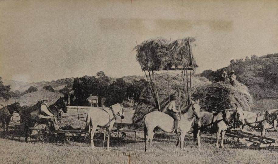 Men and horses in field with hay loading equipment, 1975