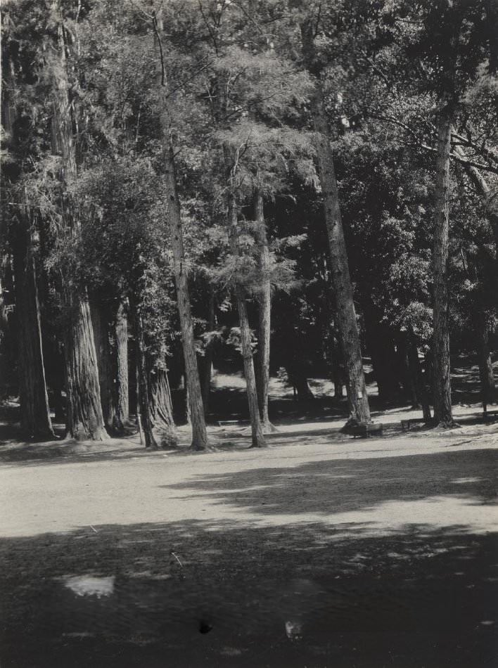 Meadow and Trees, Big Basin, California, 1920s