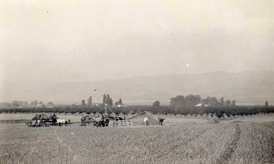 Threshing activity seen from a distance in an expansive field in Evergreen, near San Jose, California, 1920s