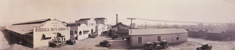 Bisceglia Bros. Canning Co., located at South 1st Street, San Jose, 1925
