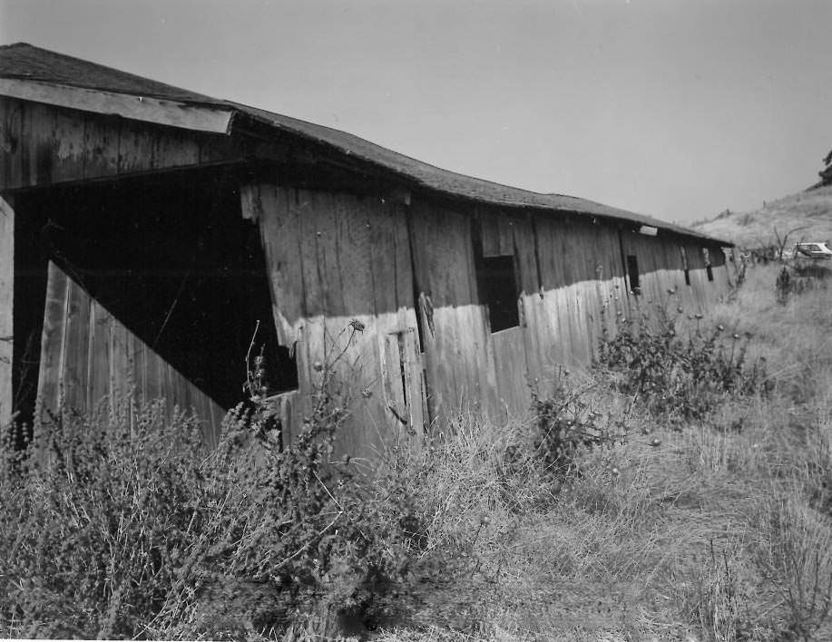 The Dairy, north of Metcalf Road - Horse Livery & Stable, 1978