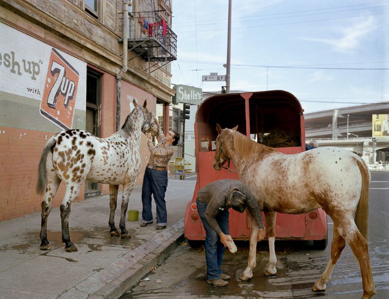 Skip Wheeler and his wife groom their horses after Veteran's Day Parade, Folsom at 2nd Street, 1980