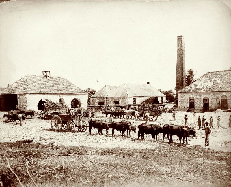 Llandovery Sugar Estate, St. Ann, Jamaica, 1890
