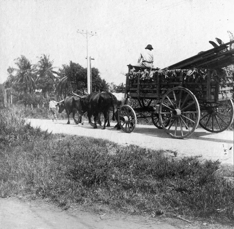 Cane Wagon, Jamaica, 1895