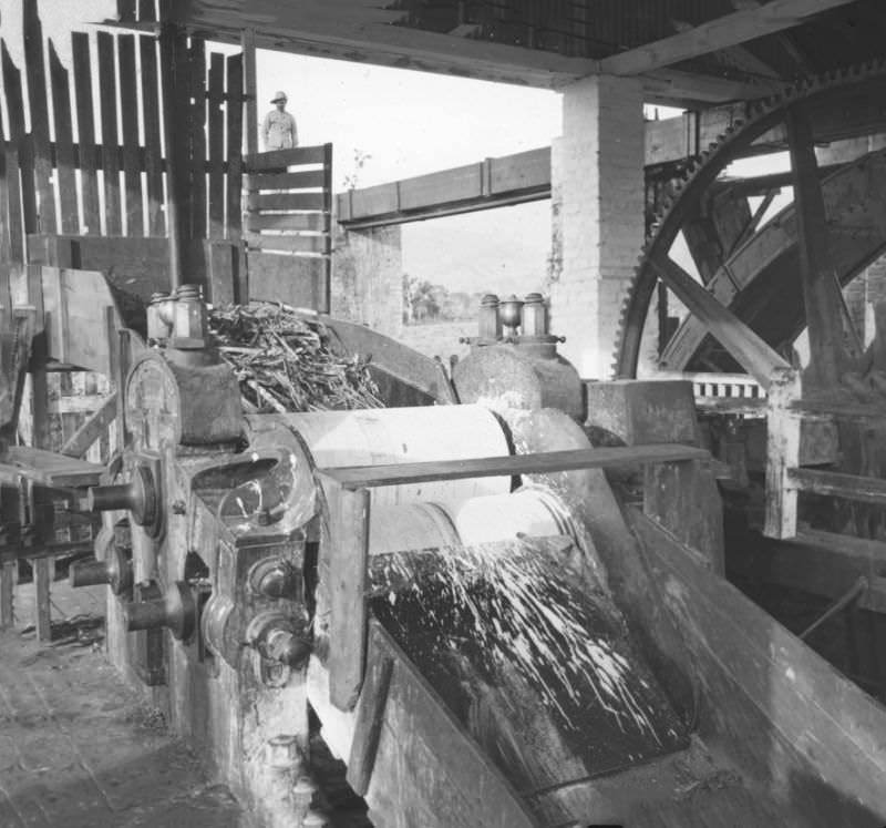 Grinding Sugar Cane, Mona Sugar Estate, Jamaica, 1900