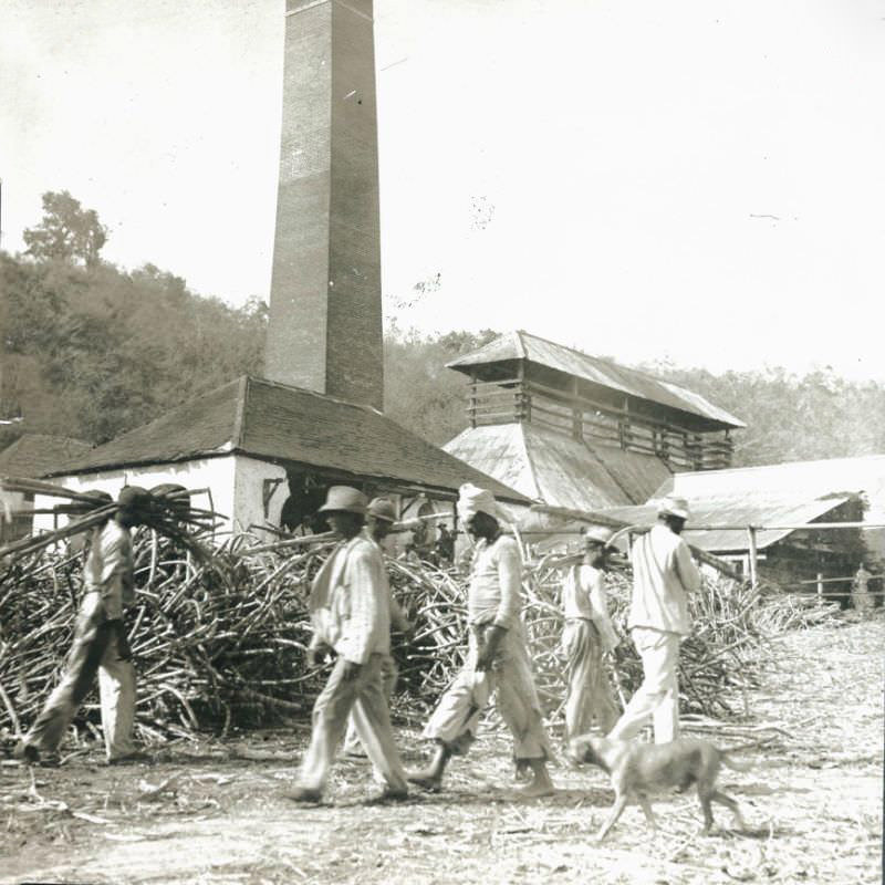 Coolies Working at the Mill, May Pen, Jamaica, 1904