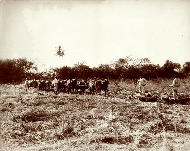 Ploughing The Cane Field at Orange Valley Estate, St Ann, Jamaica, 1890