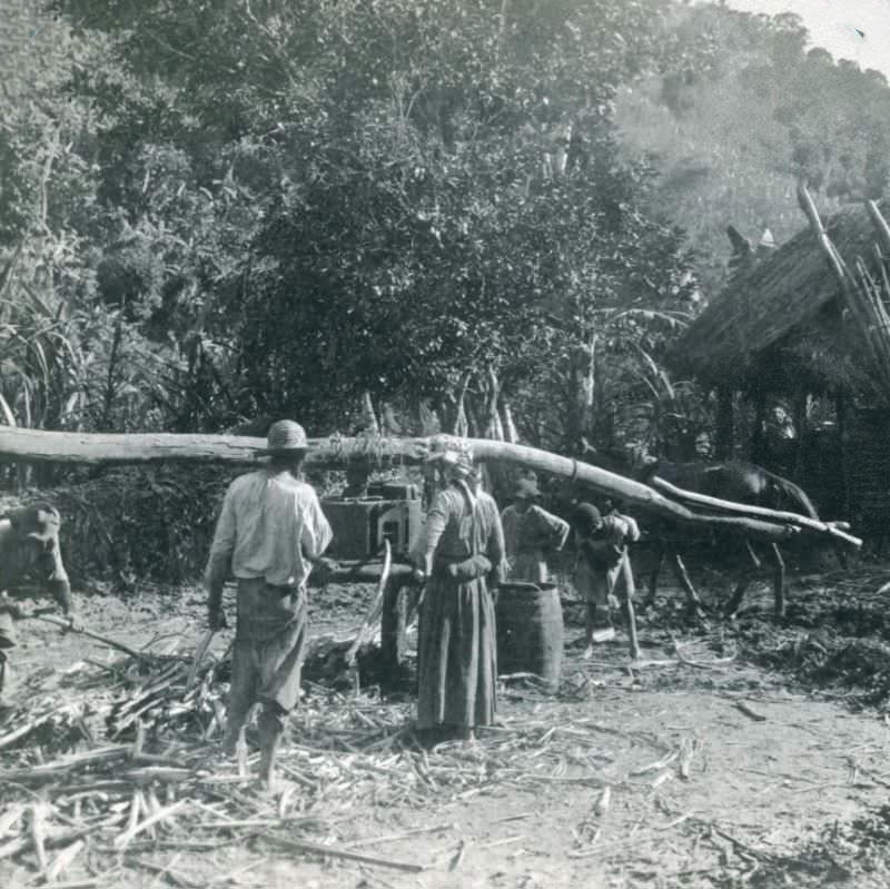 Crude Method of Grinding Sugar Cane, near Kingston, Jamaica, 1906