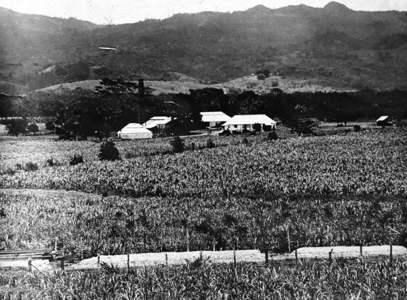 Anchovy Sugar Estate, St James, Jamaica, circa 1890