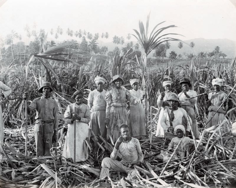 Sugar Cane Cutters, Jamaica, circa 1890