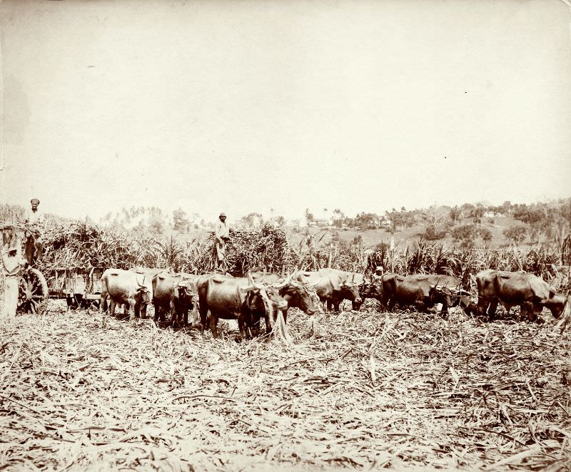 Taking the Cane Crop at Orange Valley Estate, St Ann, Jamaica, 1890