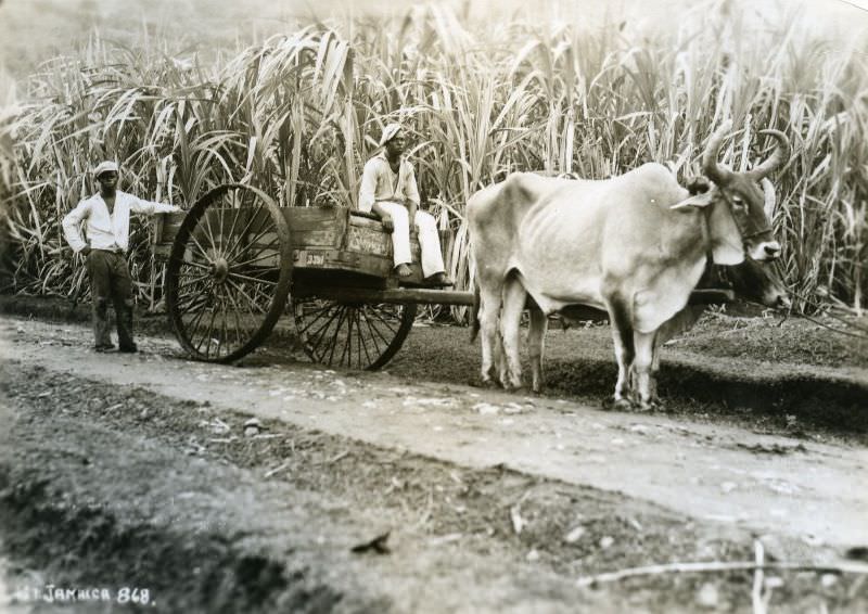 Bull Pulling Wagon, Jamaica, 1891