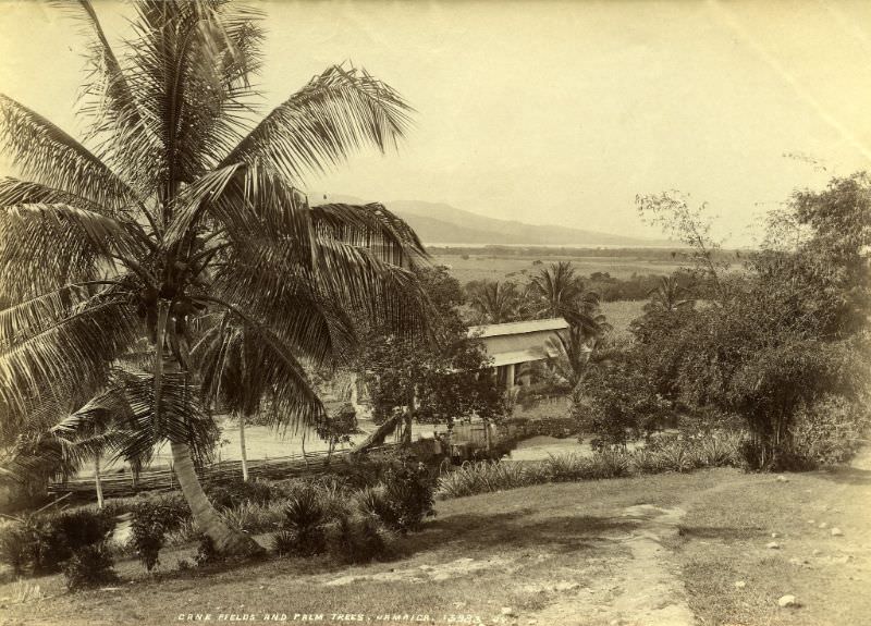 Cane Fields And Palm Trees, Jamaica, 1891