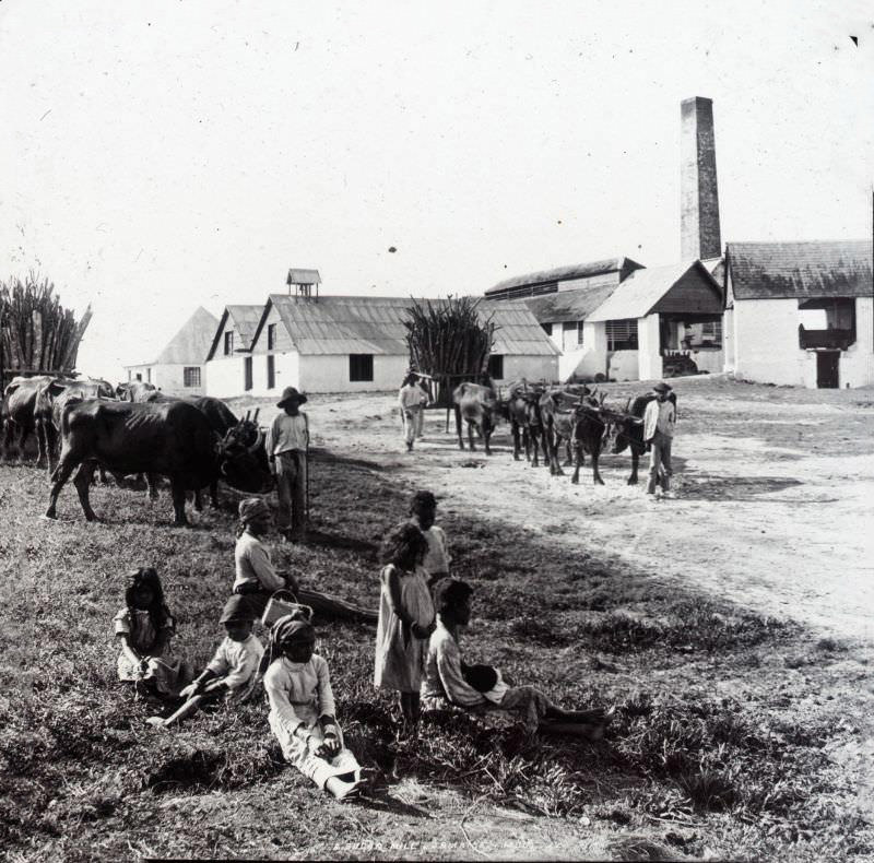Sugar Mill, Jamaica, 1891