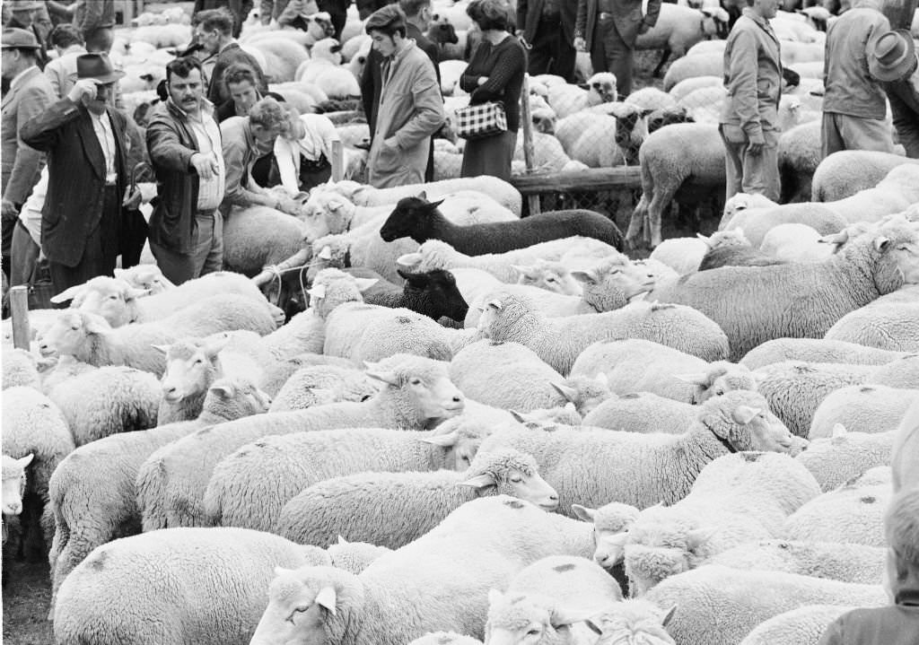 Separation of the sheep in autumn in Riffenmatt, 1970,