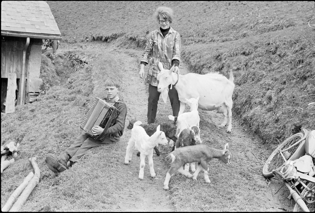 Goat with 5 young goats, 1970
