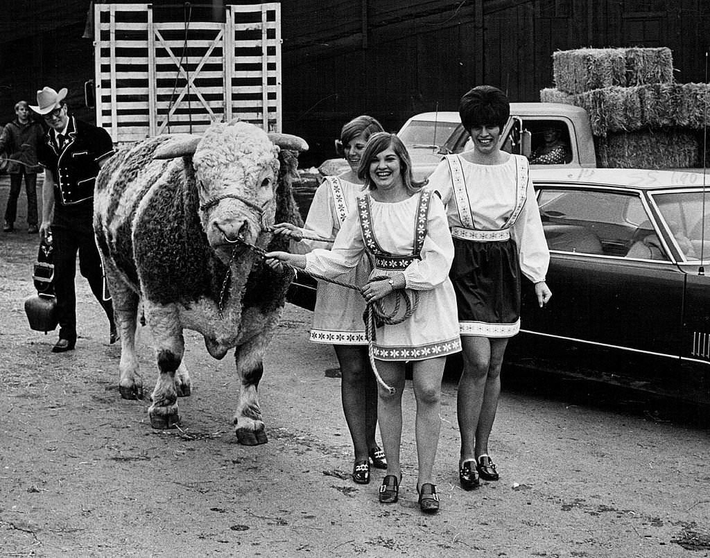 Getting Ready for Stock Show; Three Swiss girls who work for the American, 1971