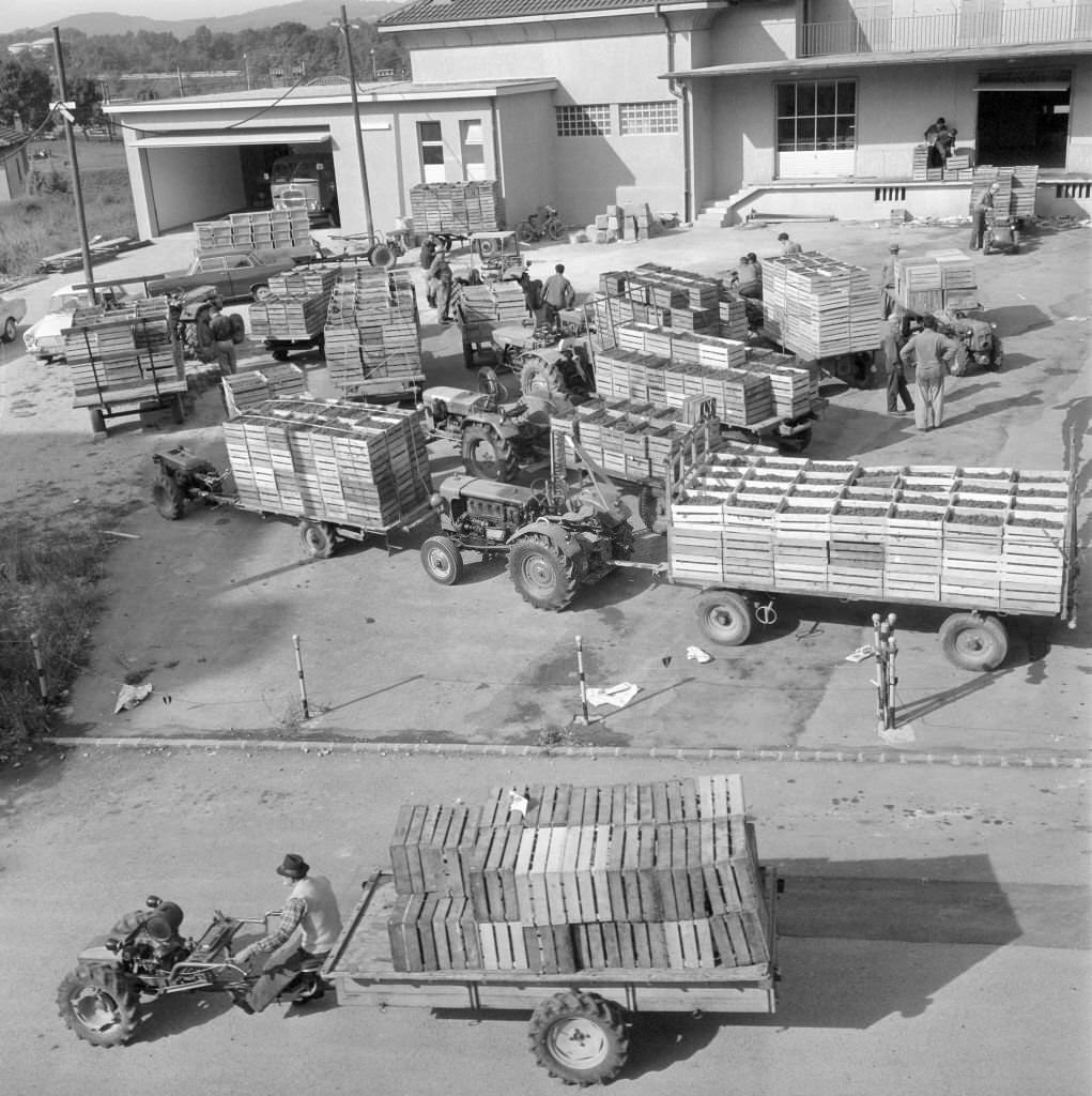 Grape harvest and Merlot production in Ticino, 1970