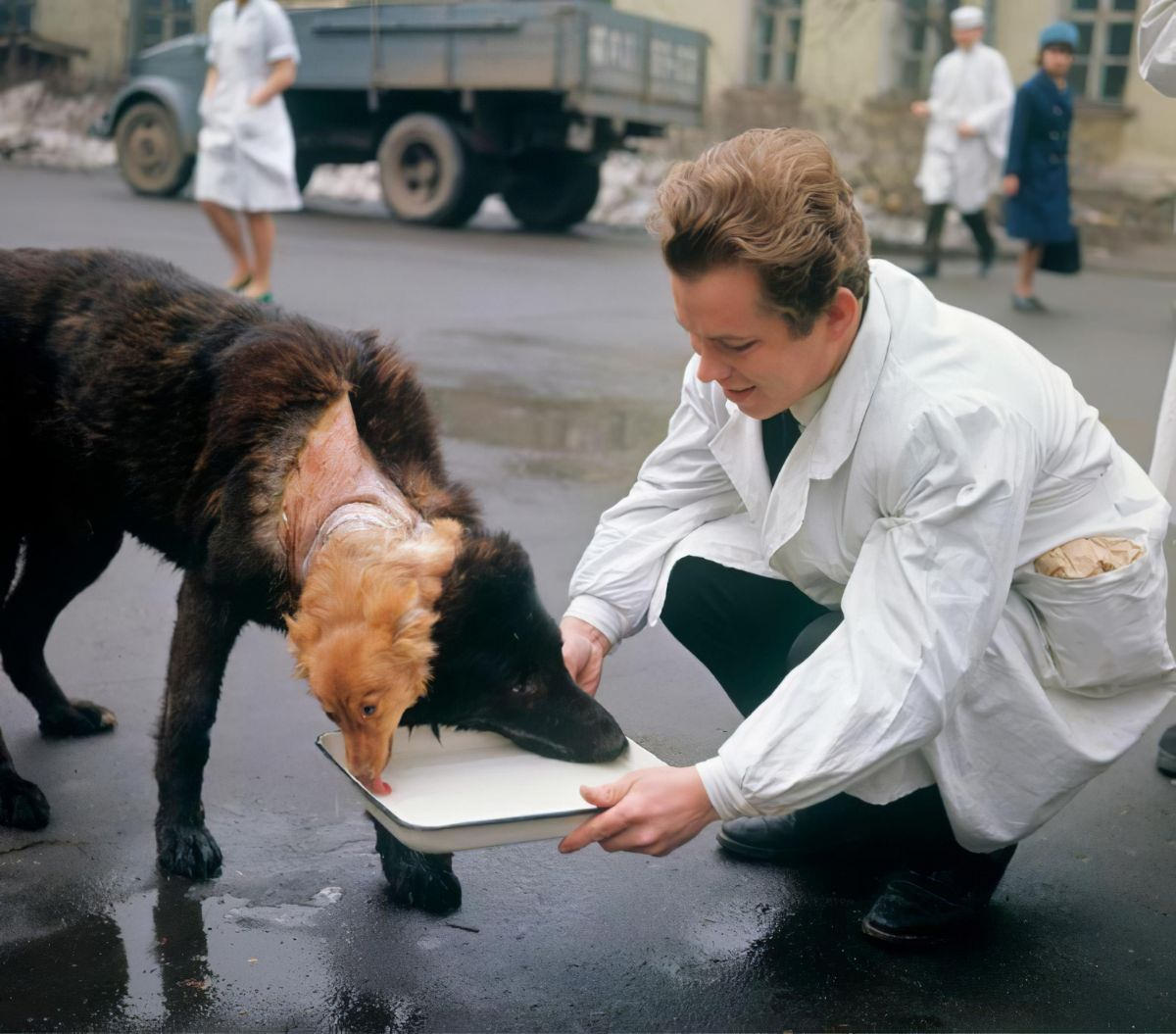 The Two-Headed Dog Experiment: Soviet Scientist who Grafted the Head of the dog onto another Dog