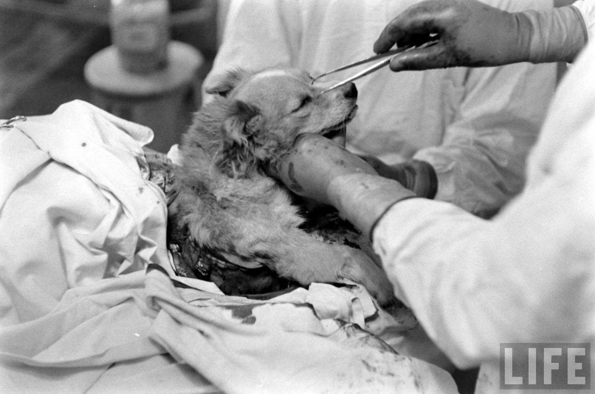 The Two-Headed Dog Experiment: Soviet Scientist who Grafted the Head of the dog onto another Dog