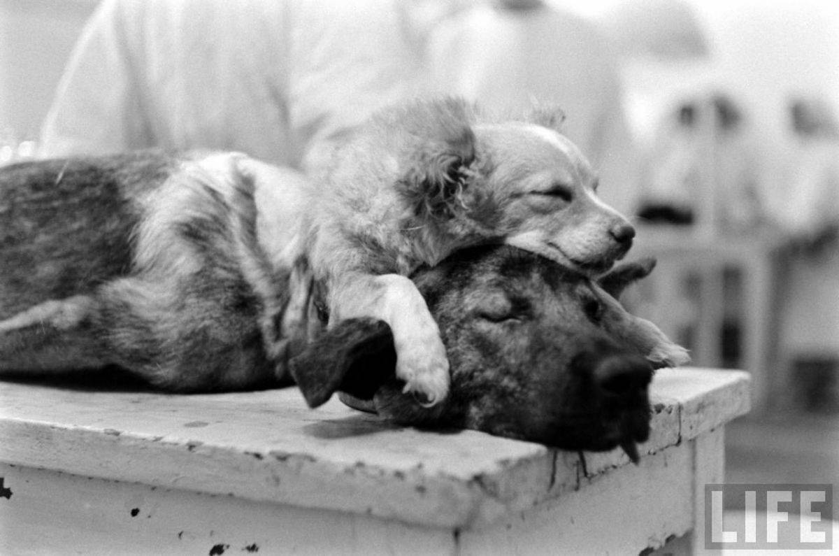 The Two-Headed Dog Experiment: Soviet Scientist who Grafted the Head of the dog onto another Dog