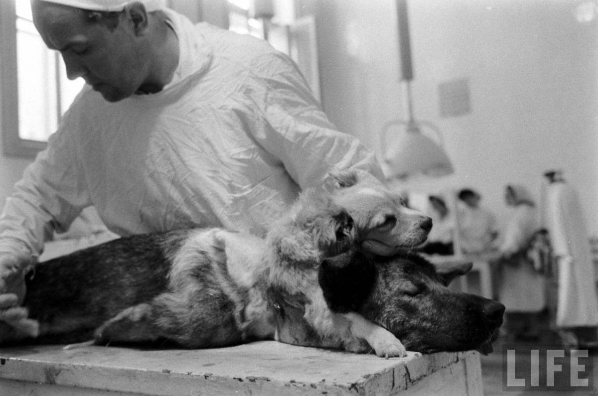 The Two-Headed Dog Experiment: Soviet Scientist who Grafted the Head of the dog onto another Dog