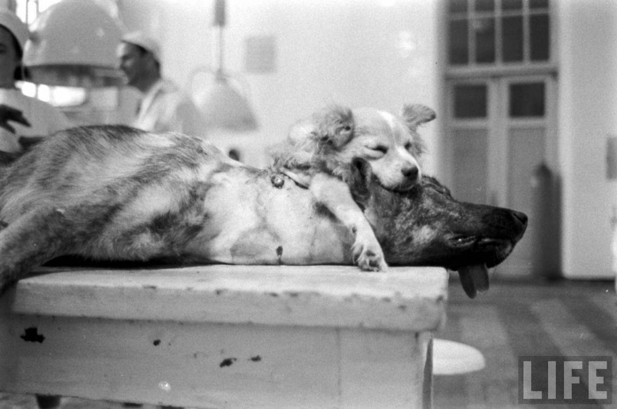 The Two-Headed Dog Experiment: Soviet Scientist who Grafted the Head of the dog onto another Dog