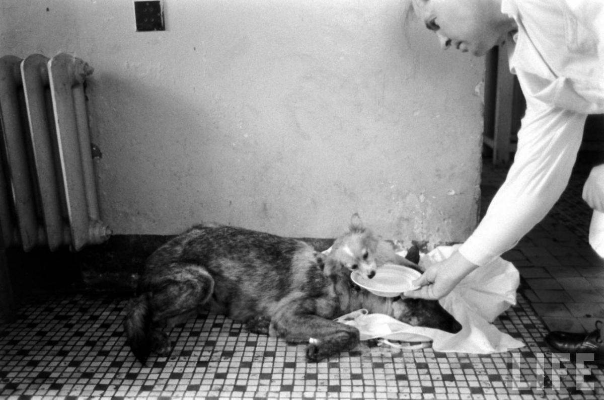 The Two-Headed Dog Experiment: Soviet Scientist who Grafted the Head of the dog onto another Dog