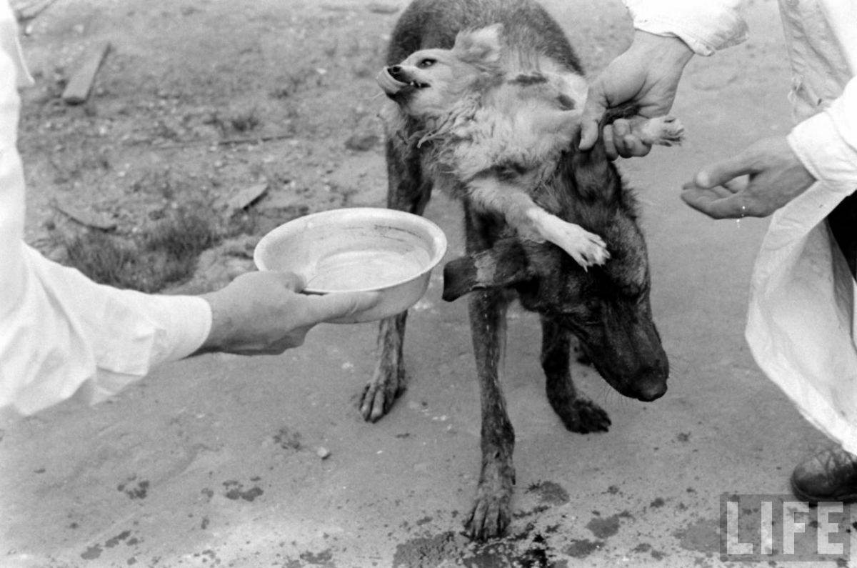 The Two-Headed Dog Experiment: Soviet Scientist who Grafted the Head of the dog onto another Dog