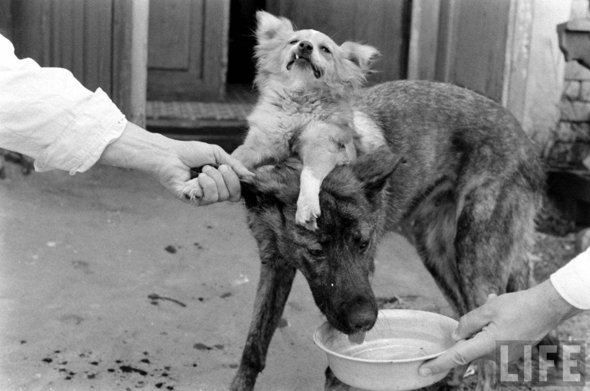 The Two-Headed Dog Experiment: Soviet Scientist who Grafted the Head of the dog onto another Dog