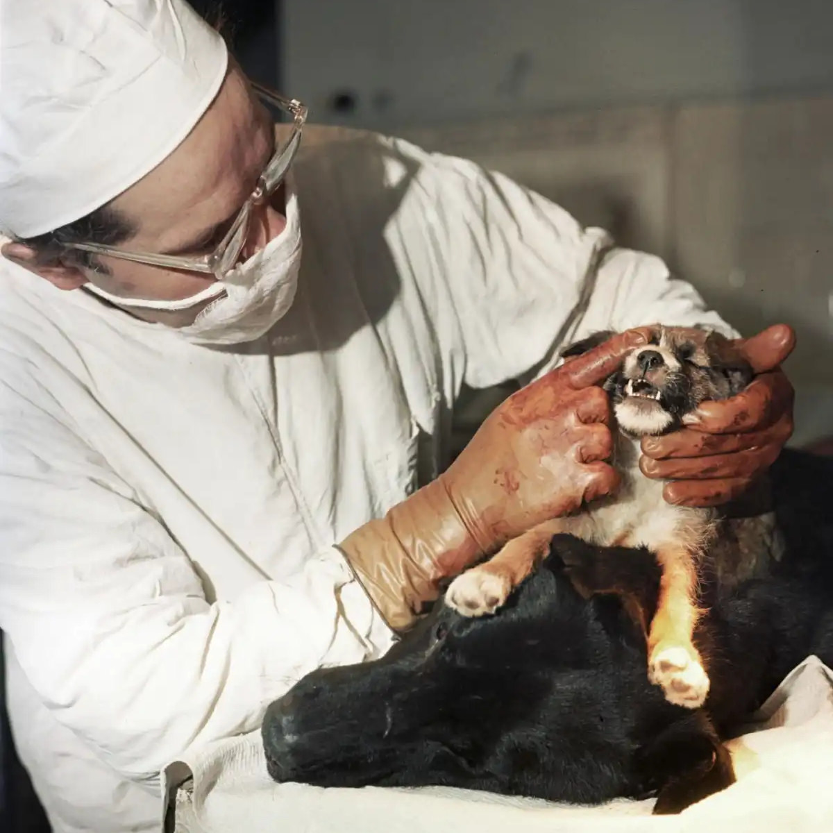 The Two-Headed Dog Experiment: Soviet Scientist who Grafted the Head of the dog onto another Dog