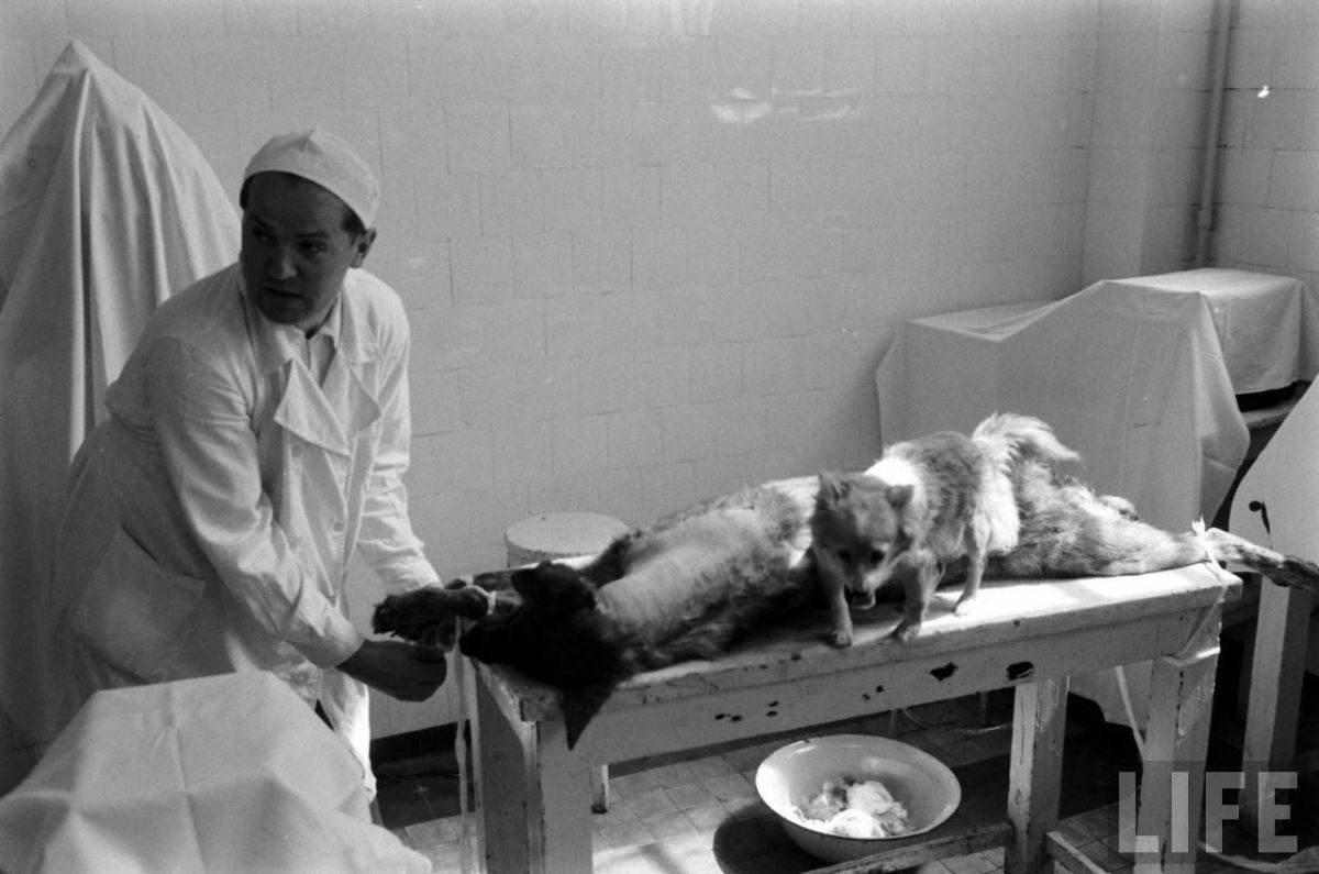 The Two-Headed Dog Experiment: Soviet Scientist who Grafted the Head of the dog onto another Dog