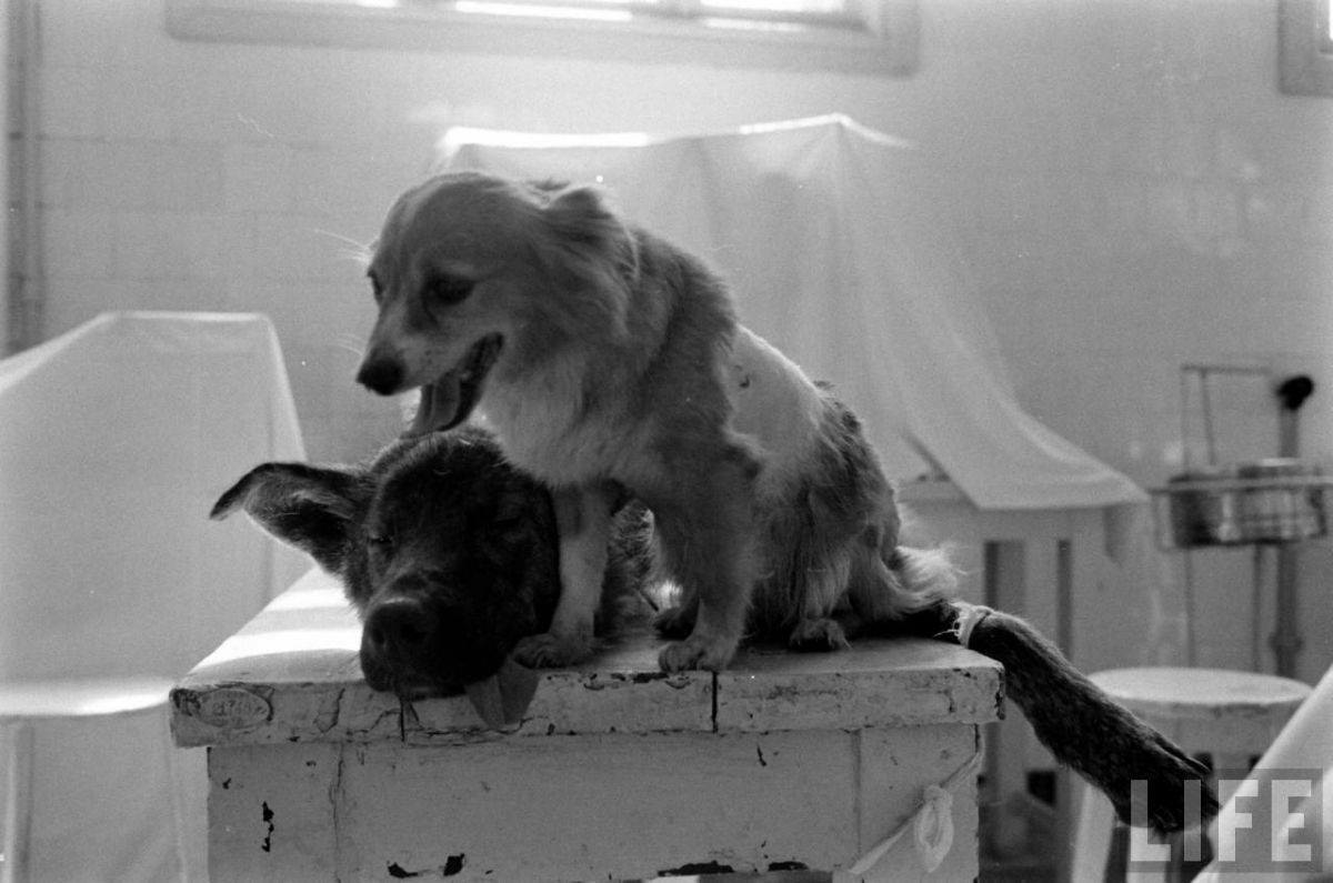 The Two-Headed Dog Experiment: Soviet Scientist who Grafted the Head of the dog onto another Dog