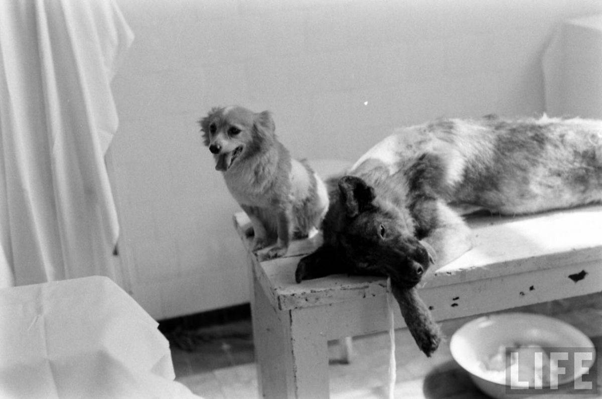 The Two-Headed Dog Experiment: Soviet Scientist who Grafted the Head of the dog onto another Dog