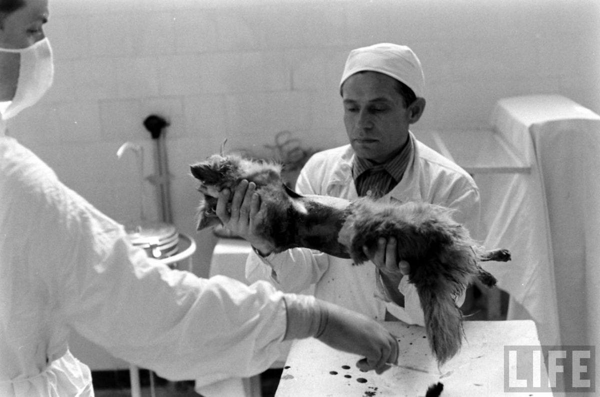 The Two-Headed Dog Experiment: Soviet Scientist who Grafted the Head of the dog onto another Dog