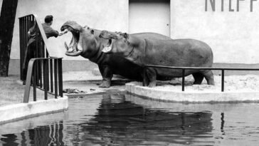 Berlin Zoo during WWII