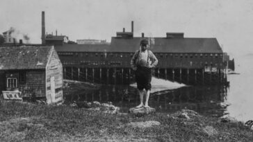 Maine Sardine Canneries Child Workers