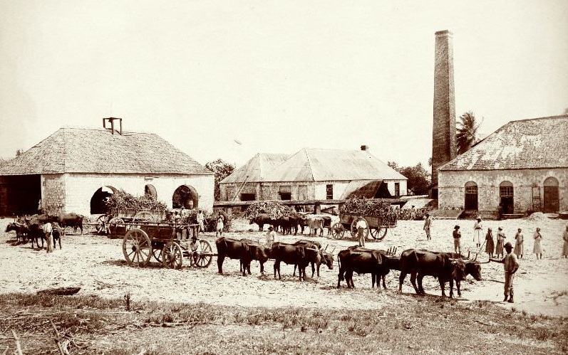 Sugar Production in Jamaica