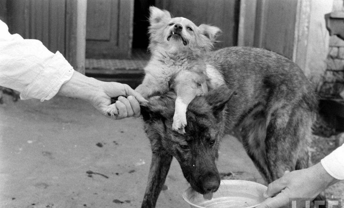 The TwoHeaded Dog Experiment Soviet Scientist who Grafted the Head of